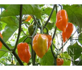 Chilipeper - Habanero Orange - BIODYNAMISCH - 50% korting - verminderde kiemkracht