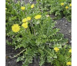 Taraxacum officinalis - Paardenbloem - BIO
