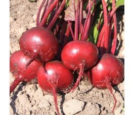 Rode biet - Egyptische platronde -  BIO