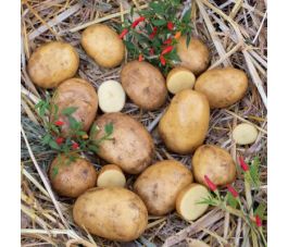 Pootaardappelen - Sevilla - maat A 28/35 - 1kg - BIO Pootaardappelen - Sevilla - maat A 28/35 - 1kg - BIO