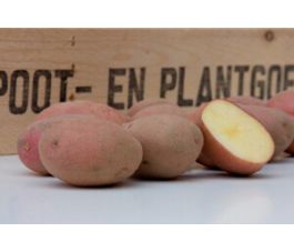 Pootaardappelen - Alouette - 50 stuks - BIO Pootaardappelen - Alouette - 50 stuks - BIO