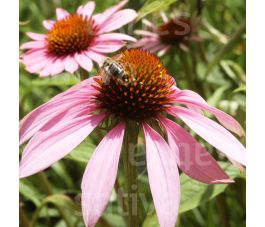 Echinacea purpurea - Rode zonnehoed - BIODYNAMISCH