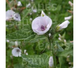 Althaea officinalis - Echte Heemst - BIODYNAMISCH Althaea officinalis - Echte Heemst - BIODYNAMISCH