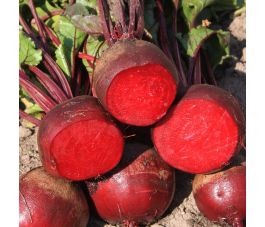 Rode biet - Kogel 2 - BIO