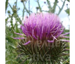 Onopordum acanthium - Wegdistel - BIODYNAMISCH