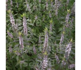 Leonurus cardiaca - Hartgespan - BIODYNAMISCH