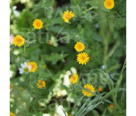 Calendula arvensis - Akkergoudsbloem - BIO