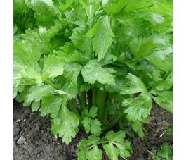 Groenselderij - Tall Utah - BIO