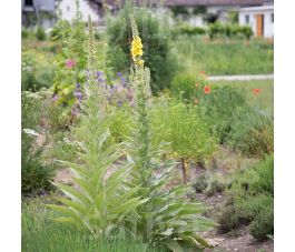 Verbascum phlomoides - Keizerskaars - BIODYNAMISCH