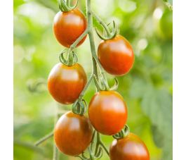 Cherrytomaat - Bronzy - BIO