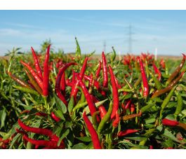 Chilipeper/Spaanse peper - Red Gunda - BIODYNAMISCH