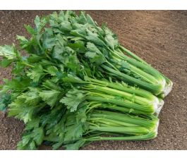 Bleekselder - Tall Utah - BIODYNAMISCH