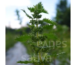 Urtica urens - Kleine brandnetel - BIODYNAMISCH