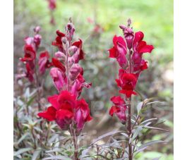 Antirrhinum majus - Leeuwenbekje 'Black Prince' - BIODYNAMISCH