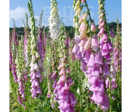 Digitalis purpurea - Vingerhoedskruid  - BIODYNAMISCH