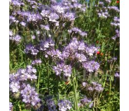 Phacelia 150g - BIODYNAMISCH