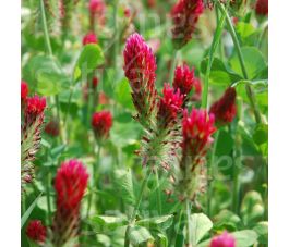 Inkarnaatklaver 150g - BIO