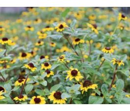 Sanvitalia procumbens - Huzarenknoop - BIODYNAMISCH