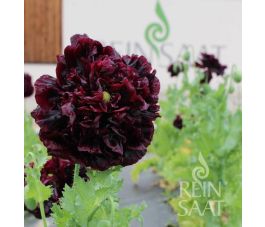 Papaver somniferum var. paeoniflorum - Sierpapaver 'Black Peony' - BIODYNAMISCH
