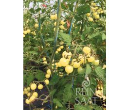 Cocktailtomaat - Weisse Ribisel - BIODYNAMISCH