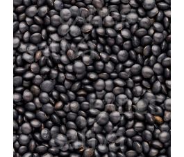 Belugalinzen - Lens culinaris 25g - BIO