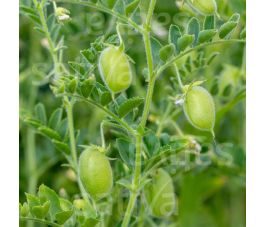 Kikkererwt - Badil - BIO