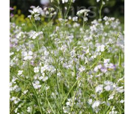 Bladrammenas 25g - Farmer - BIO