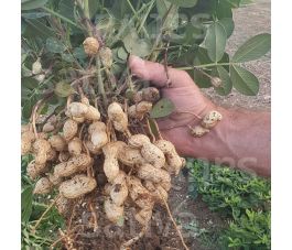 Pinda/Aardnoot - Gaia - BIO Pinda/Aardnoot - Gaia - BIO