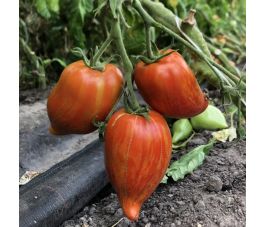 Tomaat - Striée - BIO