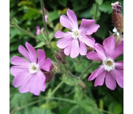 Silene dioica - Dagkoekoeksbloem - BIO