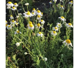 Chamaemelum nobile - Roomse kamille - BIO