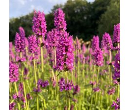 Stachys officinalis - Betonie - BIO