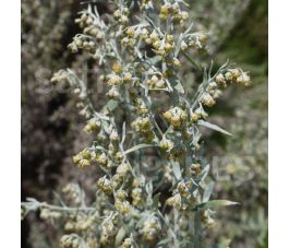 Artemisia absinthium - Absintalsem - BIODYNAMISCH Artemisia absinthium - Absintalsem - BIODYNAMISCH