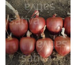 Zaai-ui/ajuin - Ramata di Milano - BIO