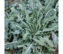 Broccoli - Fiolaro - BIO