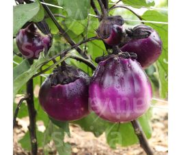 Aubergine - Tonda Violetta - BIODYNAMISCH