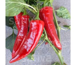 Chilipeper - Gorria - BIODYNAMISCH