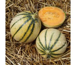 Charentais Meloen - Celeste N2 - BIO