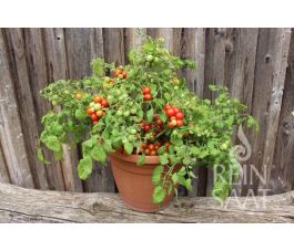 Struiktomaat - Bajaja - BIODYNAMISCH