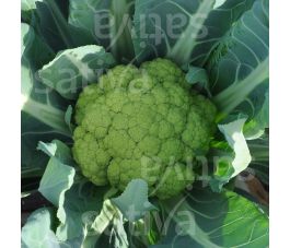 Bloemkool - Verde di Macerata - BIO