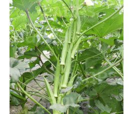 Okra - Pabhoi - BIODYNAMISCH