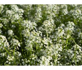 Lobularia maritima - Zilverschildzaad - BIO