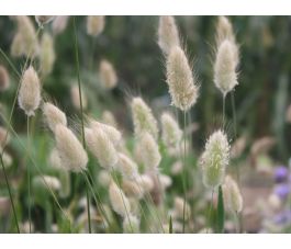 Lagurus ovatus - Hazenstaart - BIODYNAMISCH