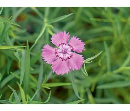 Dianthus amurensis - Chinese anjer - BIODYNAMISCH