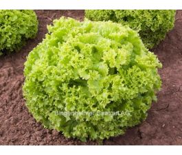 Pluksla - Lollo Bionda - BIODYNAMISCH