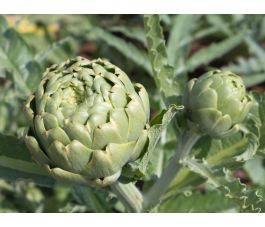 Artisjok - Green Globe - BIO
