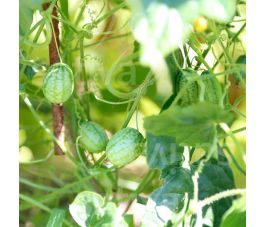 Cocktail-komkommer - Cucamelon - BIODYNAMISCH