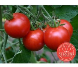 Tomaat - Matina - BIO