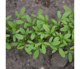 Tuinkers - Cressida - 12g - BIO Tuinkers - Cressida - 12g - BIO