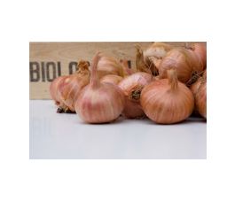 Plant-sjalot - Red Sun - maat 30/45 - 500g - BIO Plant-sjalot - Red Sun - maat 30/45 - 500g - BIO